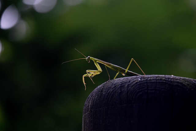 NFT Marketplace'lerden Yeni Özellikler